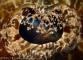   Crocodile fish eye close sunset its mind  